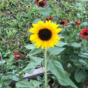 Meet your Posher, Cherry